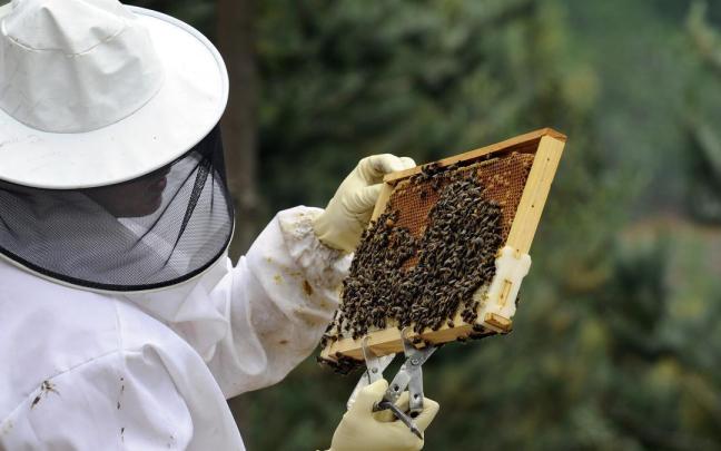 Un apicultor de Ezkerraldea, muestra las colmenas y el entorno donde trabajan sus abejas. / Sampedro Un apicultor de Ezkerraldea, muestra las colmenas y el entorno donde trabajan sus abejas.