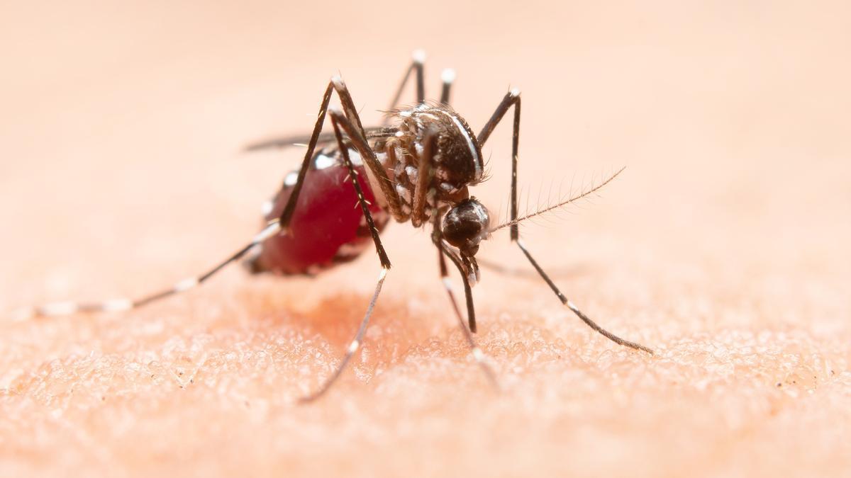 La solución de Lidl a los mosquitos
