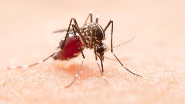 La solución de Lidl a los mosquitos / Lidl La solución de Lidl a los mosquitos