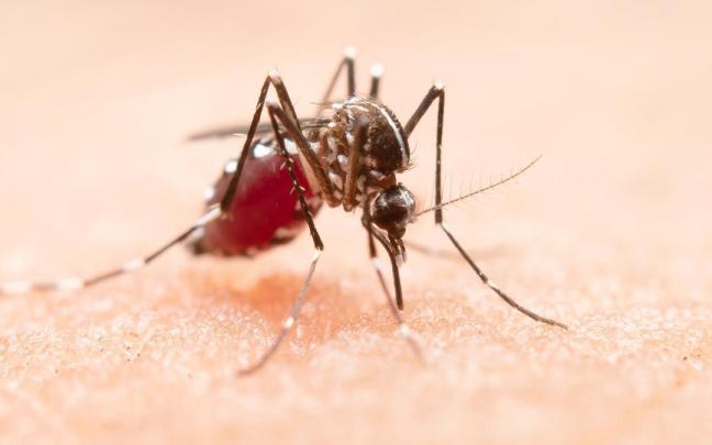 La solución de Lidl a los mosquitos / Lidl La solución de Lidl a los mosquitos