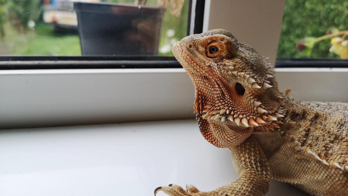 Una iguana mira por la ventana hacia el jardín.