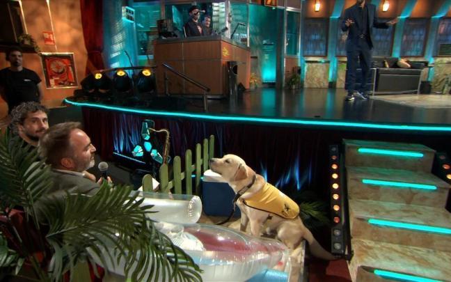 Un perro guía se convierte en el protagonista de 'La Revuelta': "El mejor invitado de la historia"