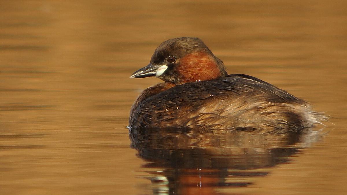 La diversidad ornitológica de Urdaibai.