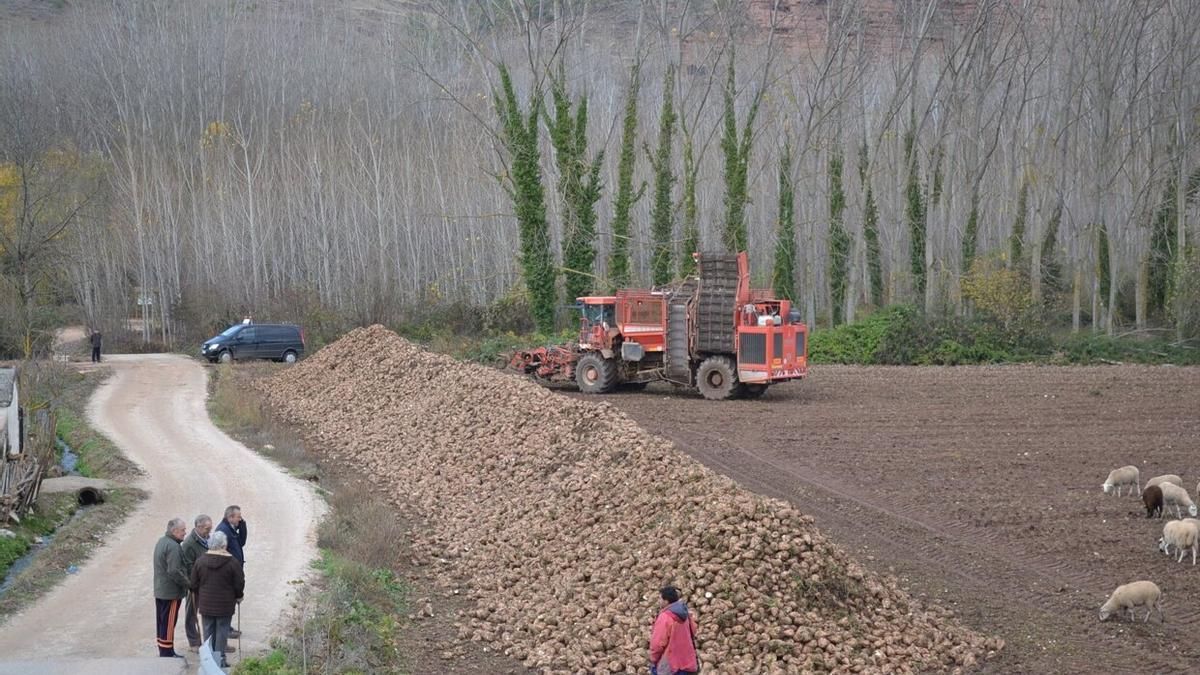 Una finca en producción en Álava