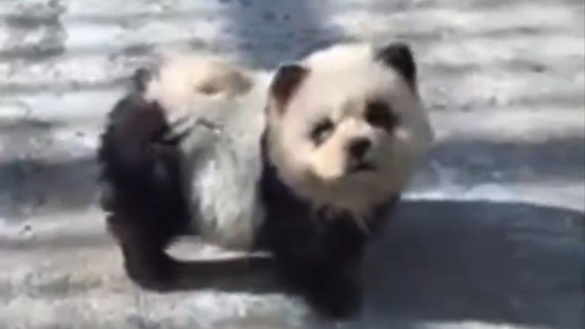 Un perro, teñido para que parezca un oso panda.