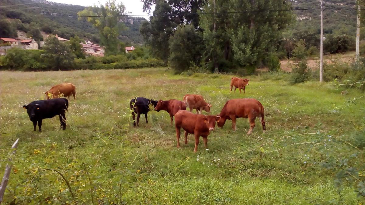 Los afectados aseguran que en primavera aumenta el riesgo de enfermedades transmitidas por organismos hematófagos