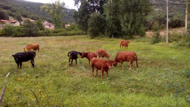 Los afectados aseguran que en primavera aumenta el riesgo de enfermedades transmitidas por organismos hematófagos