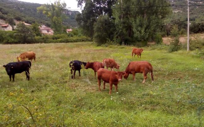 Los afectados aseguran que en primavera aumenta el riesgo de enfermedades transmitidas por organismos hematófagos