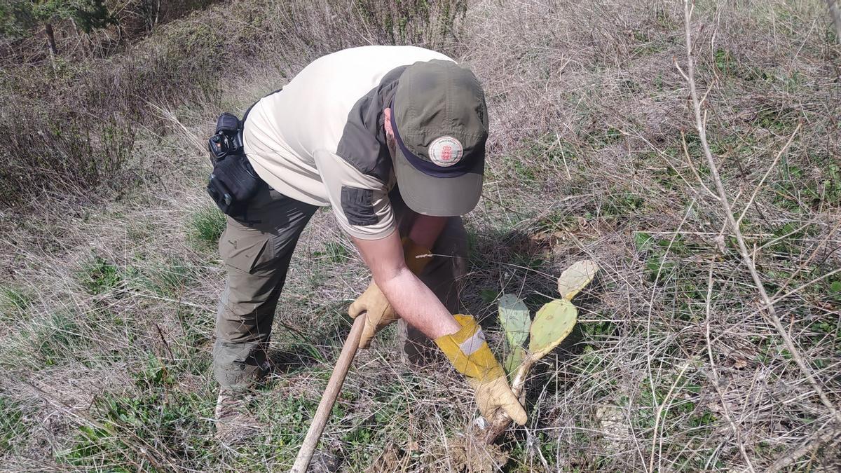 Retirada de ejemplares de chumbera.
