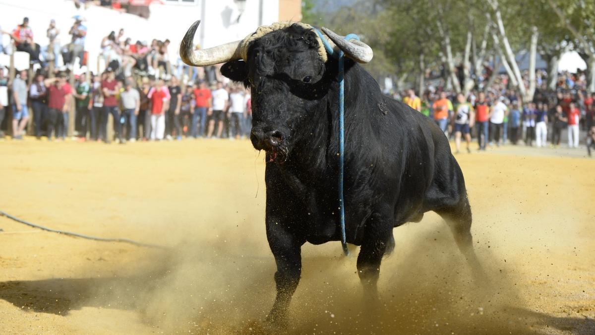 Un toro, en unas fiestas populares.