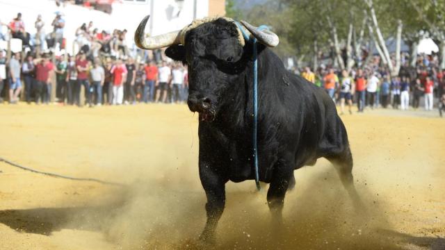 Un toro, en unas fiestas populares.