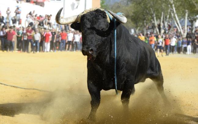 Un toro, en unas fiestas populares.