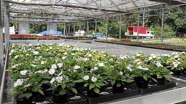 Ejemplares de alegrías blancas listos para ser plantados, en el vivero municipal de Irun.