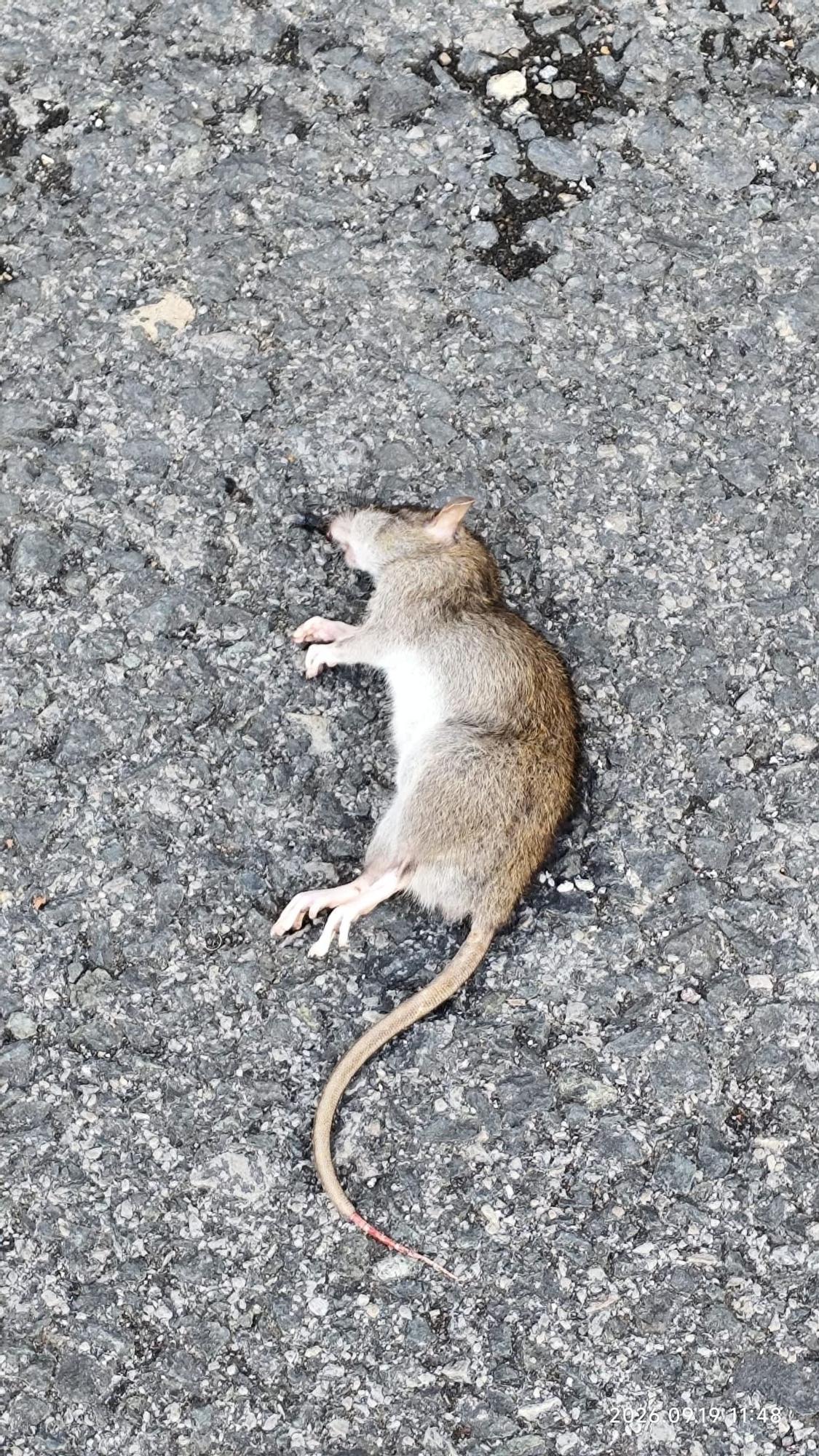 Ratas a plena luz del día.