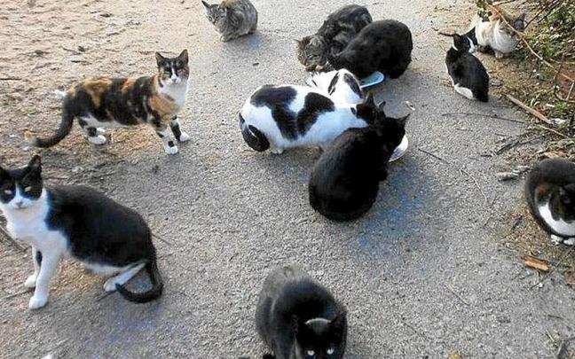Centenares de gatos podrían estar afectados por el virus de la gripe aviar en Polonia. Centenares de gatos podrían estar afectados por el virus de la gripe aviar en Polonia.