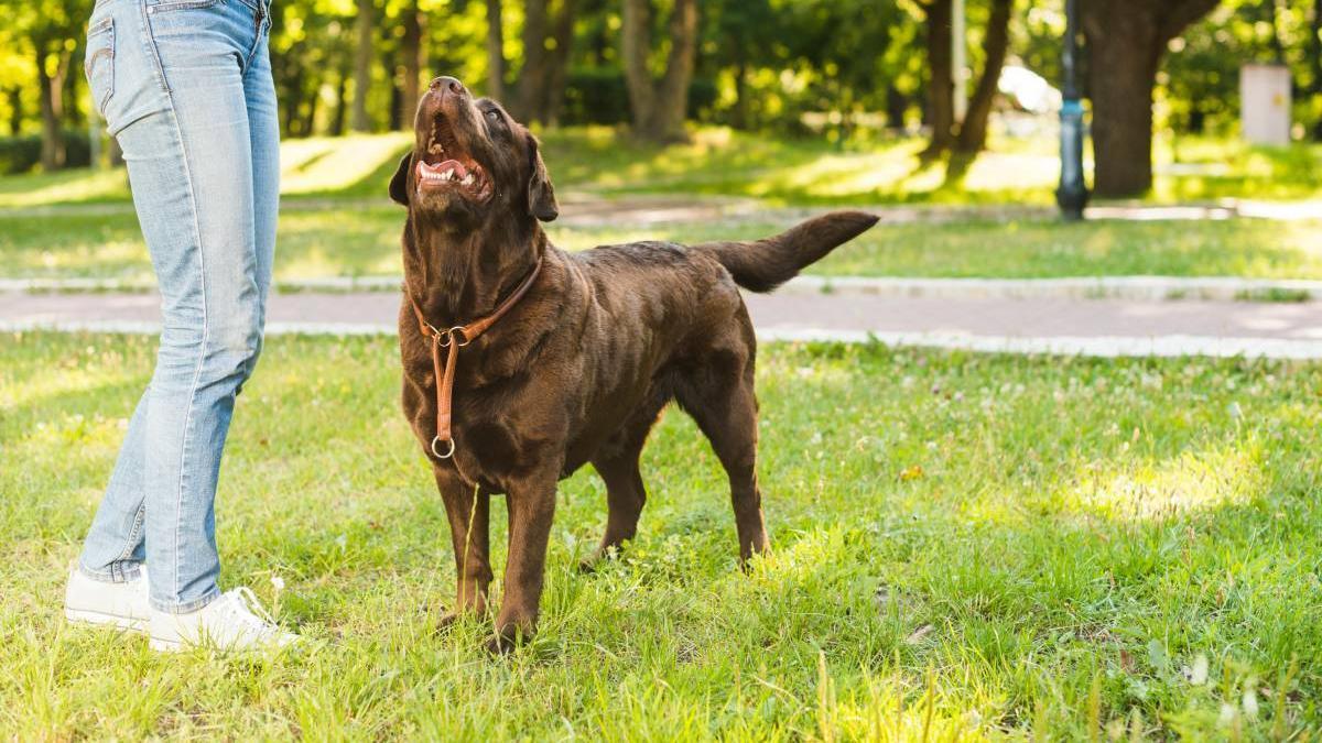 Dueña adiestra a su labrador con ejercicios de órdenes sencillas