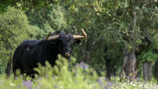 Imagen de archivo de un toro.