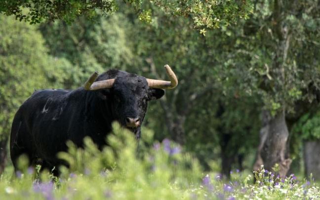 Imagen de archivo de un toro.