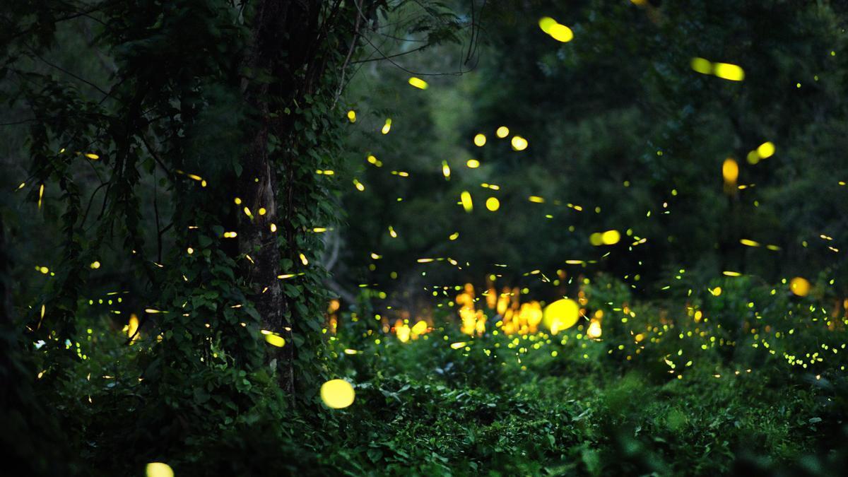 Algunas culturas asociaban la luz de las luciérnagas con los espíritus de los antepasados.