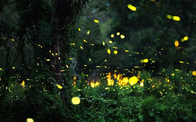 Algunas culturas asociaban la luz de las luciérnagas con los espíritus de los antepasados.