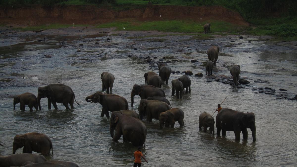 Manada de elefantes en el río.