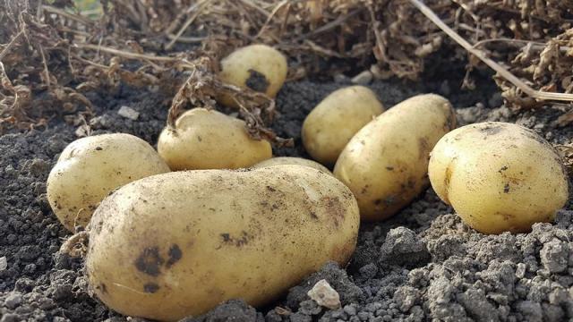 Patatas de Álava