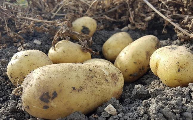 Patatas de Álava