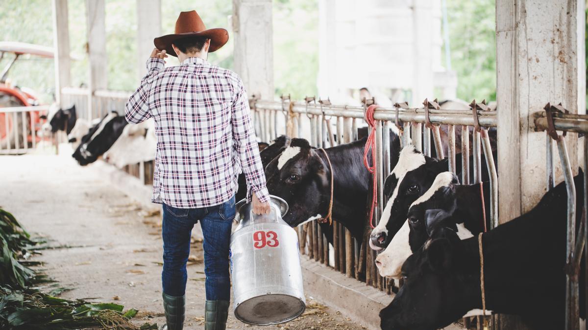 Explotación de vacas lecheras.