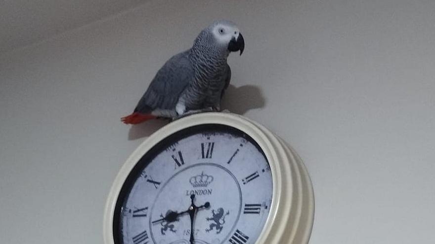 Txarli: el loro euskaldun de Zumarraga