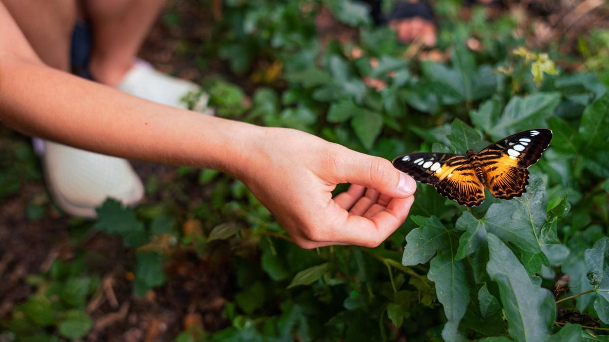En este proyecto podemos crear un oasis de mariposas y recuperar antiguos senderos.