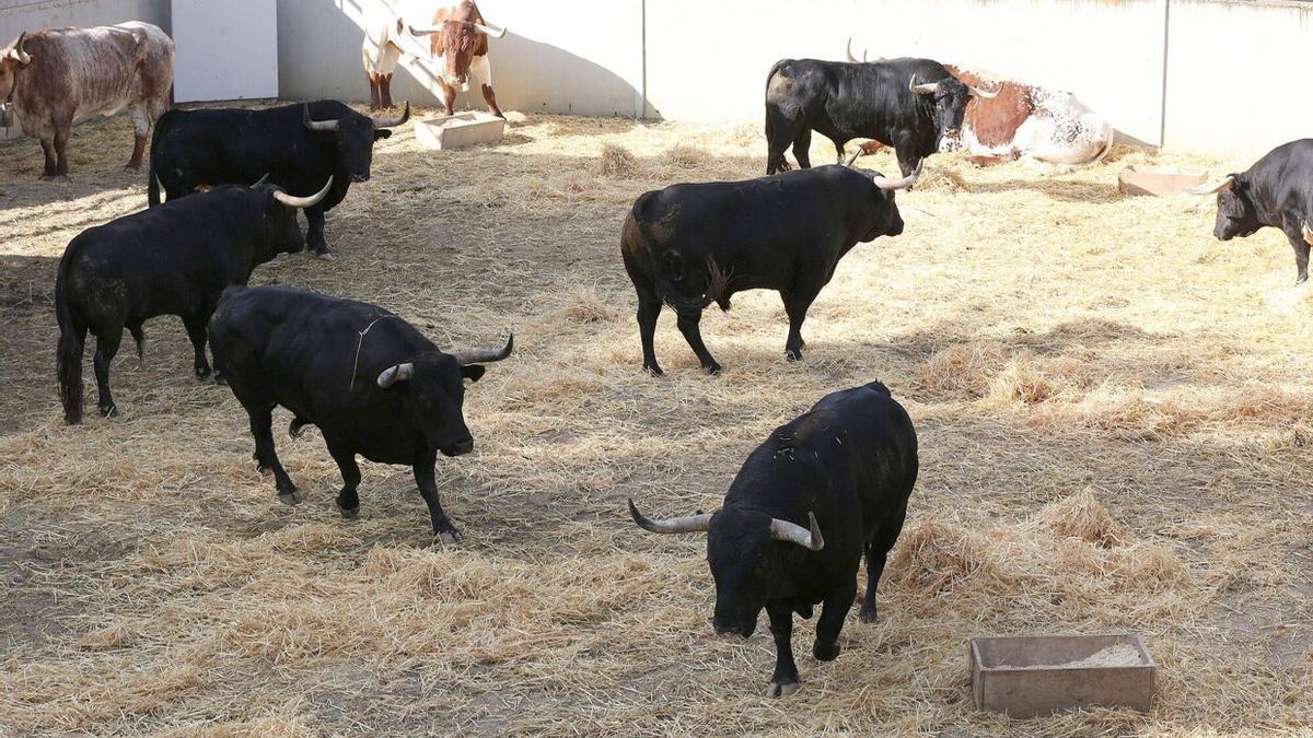 La ganadería de Victoriano del Río, compuesta exclusivamente de toros negros.
