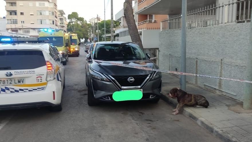 Coche patrulla de la Policía de Son Servera y ambulancias junto al perro autor del ataque