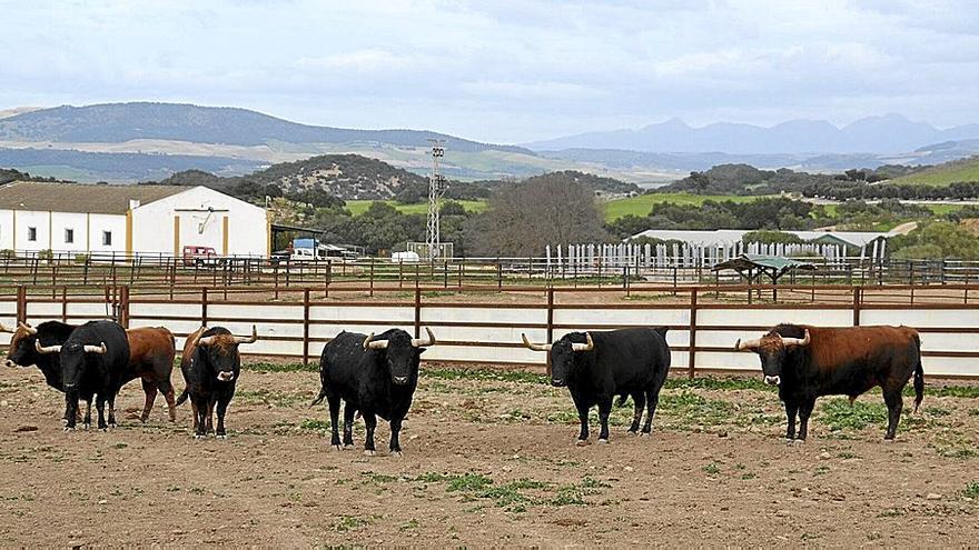 Instalaciones y varios astados de la ganadería gaditana.