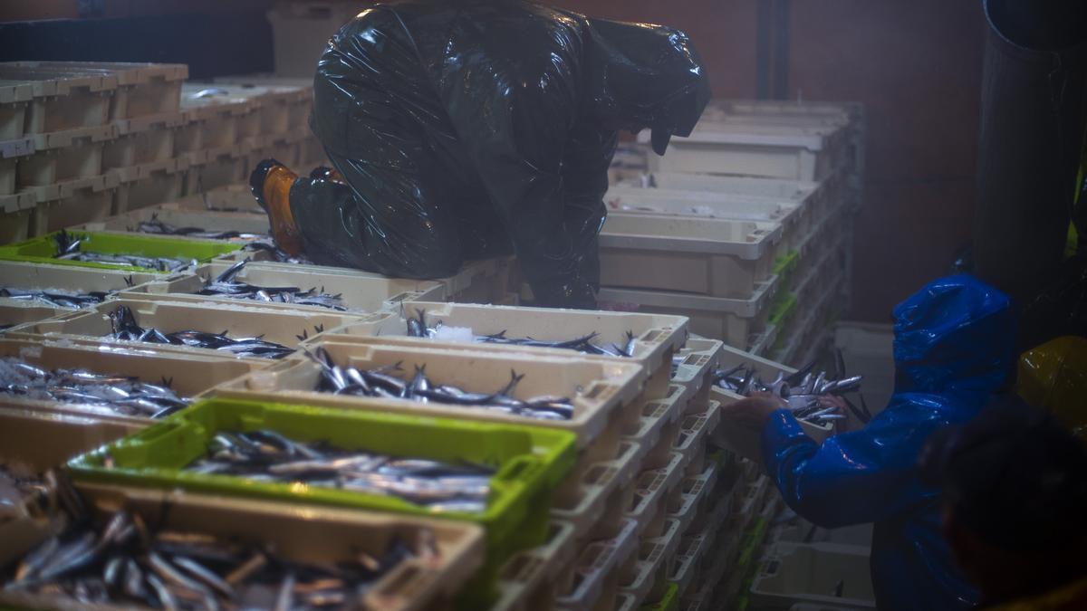 Imagen de los marineros organizando cajas de anchoa en un barco