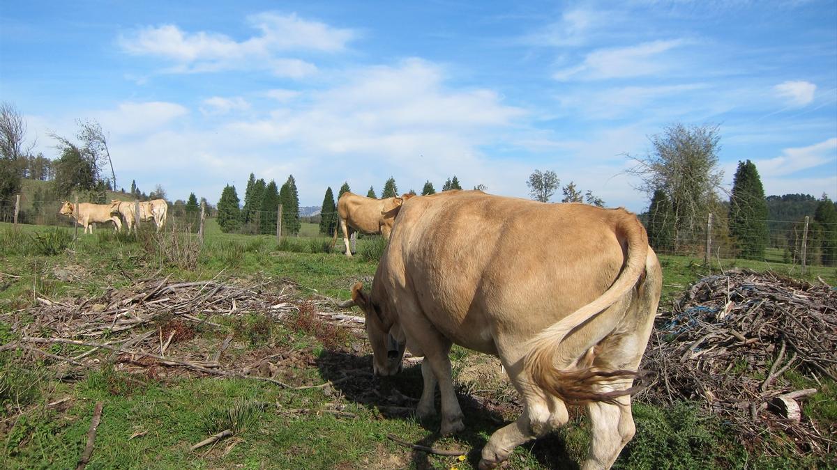 Vascas pastando, Araba.