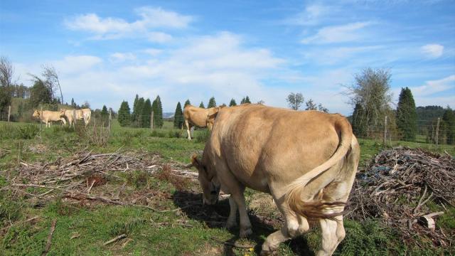 Vascas pastando, Araba.