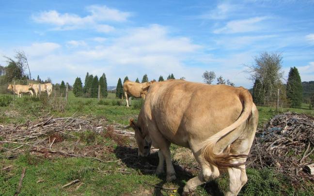 Vascas pastando, Araba.