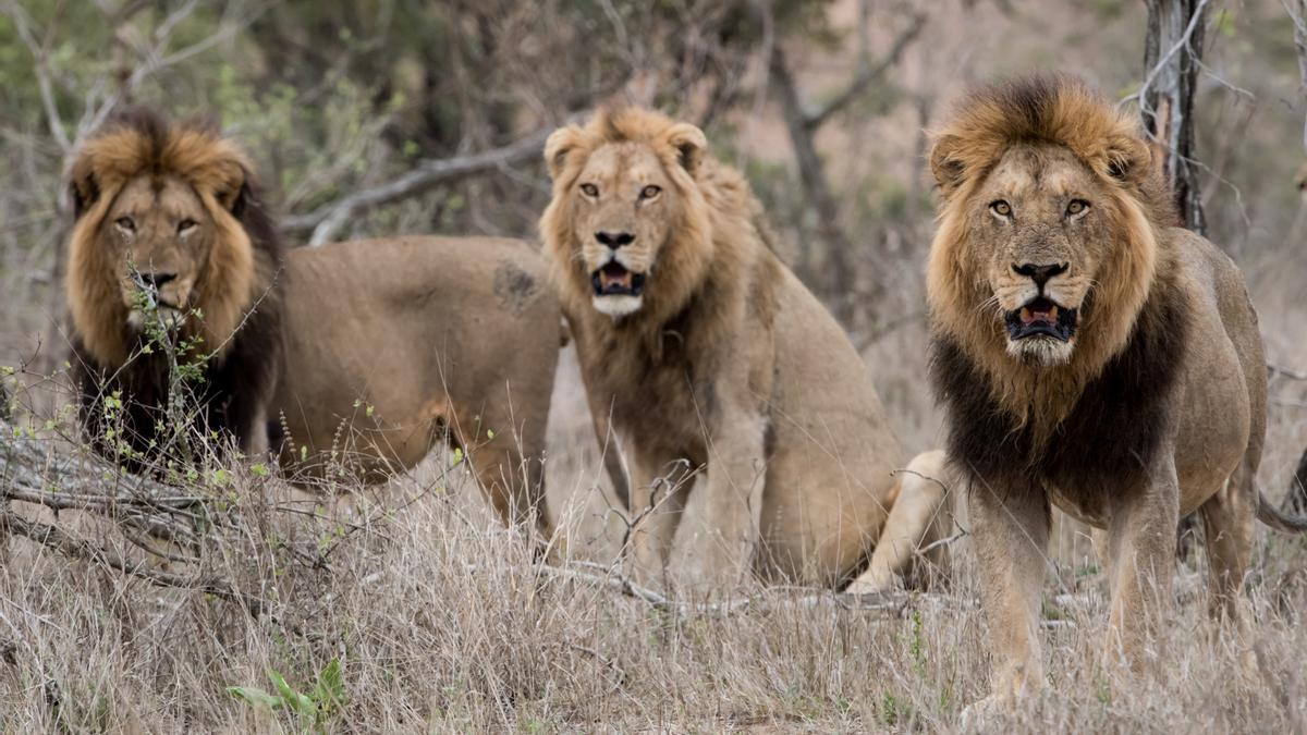 } Tres leones (‘Panthera leo’), con la boca entreabierta para emitir el rugido que los distingue de los félidos.