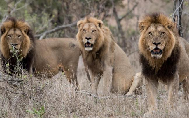 } Tres leones (‘Panthera leo’), con la boca entreabierta para emitir el rugido que los distingue de los félidos. } Tres leones (‘Panthera leo’), con la boca entreabierta para emitir el rugido que los distingue de los félidos.