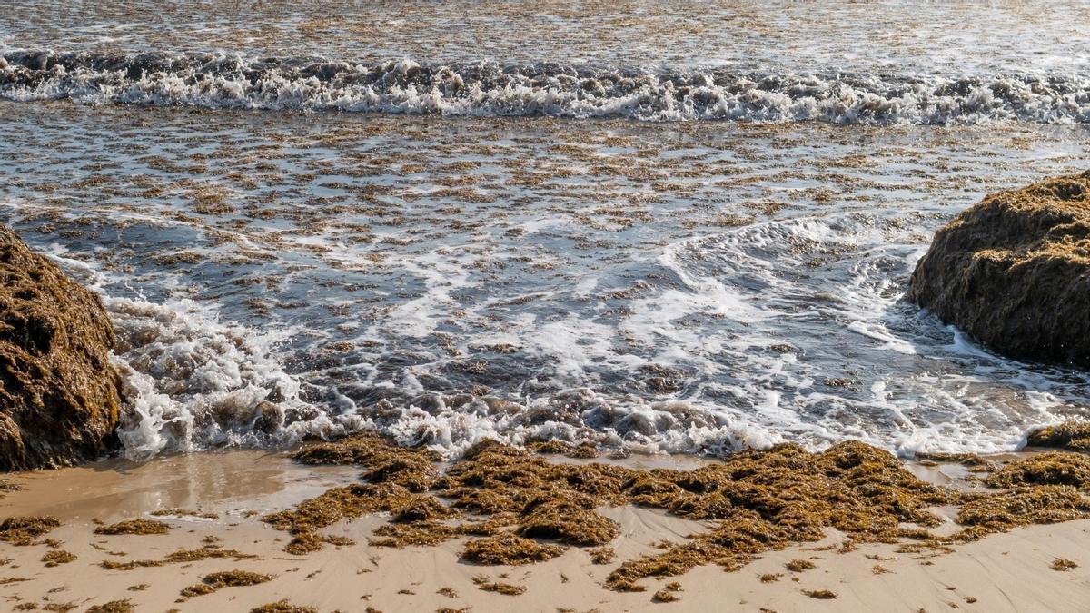 Miles de toneladas de algas asiáticas han invadido las costas españolas en el último año.