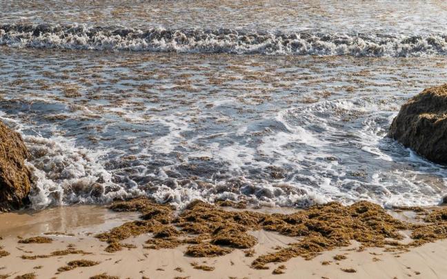Miles de toneladas de algas asiáticas han invadido las costas españolas en el último año.