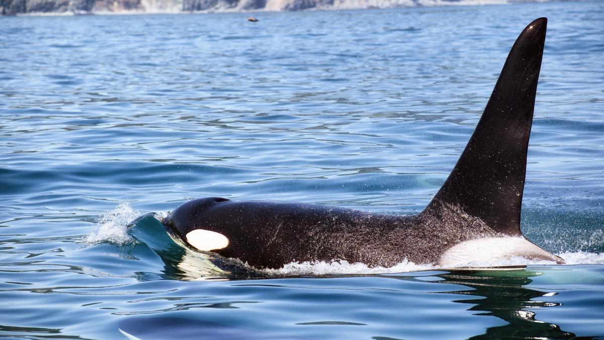 Una orca macho nada frente a la costa.