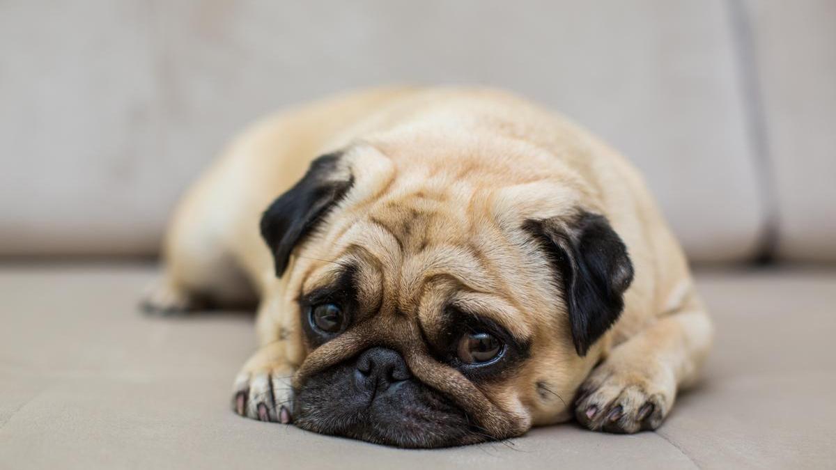 Los perros no solo necesitan comida y ejercicio físico, también requieren afecto, atención y estimulación emocional.