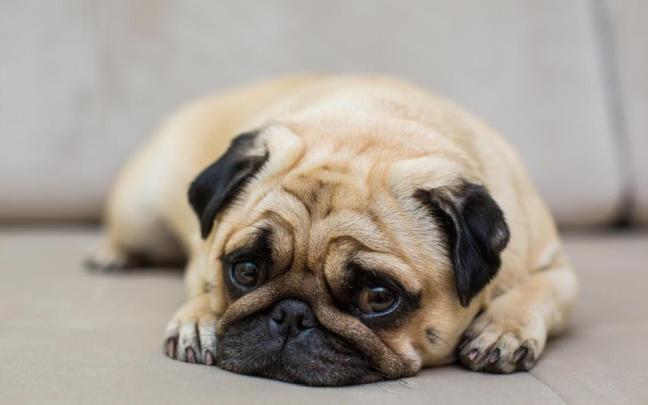 Los perros no solo necesitan comida y ejercicio físico, también requieren afecto, atención y estimulación emocional.