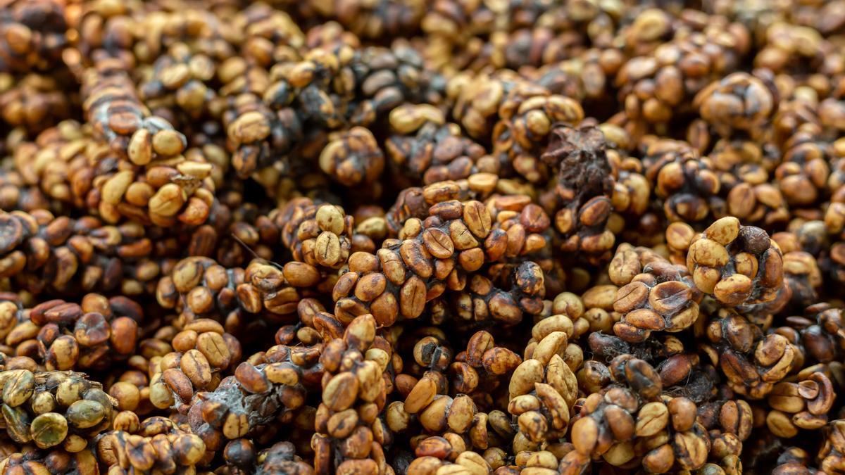 El café Kopi Luwak, en forma de heces tras haber sido ingerido por una civeta.