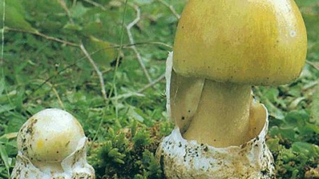 Ejemplares de Amanita phalloides. Foto: Diario de Noticias Ejemplares de Amanita phalloides. Foto: Diario de Noticias