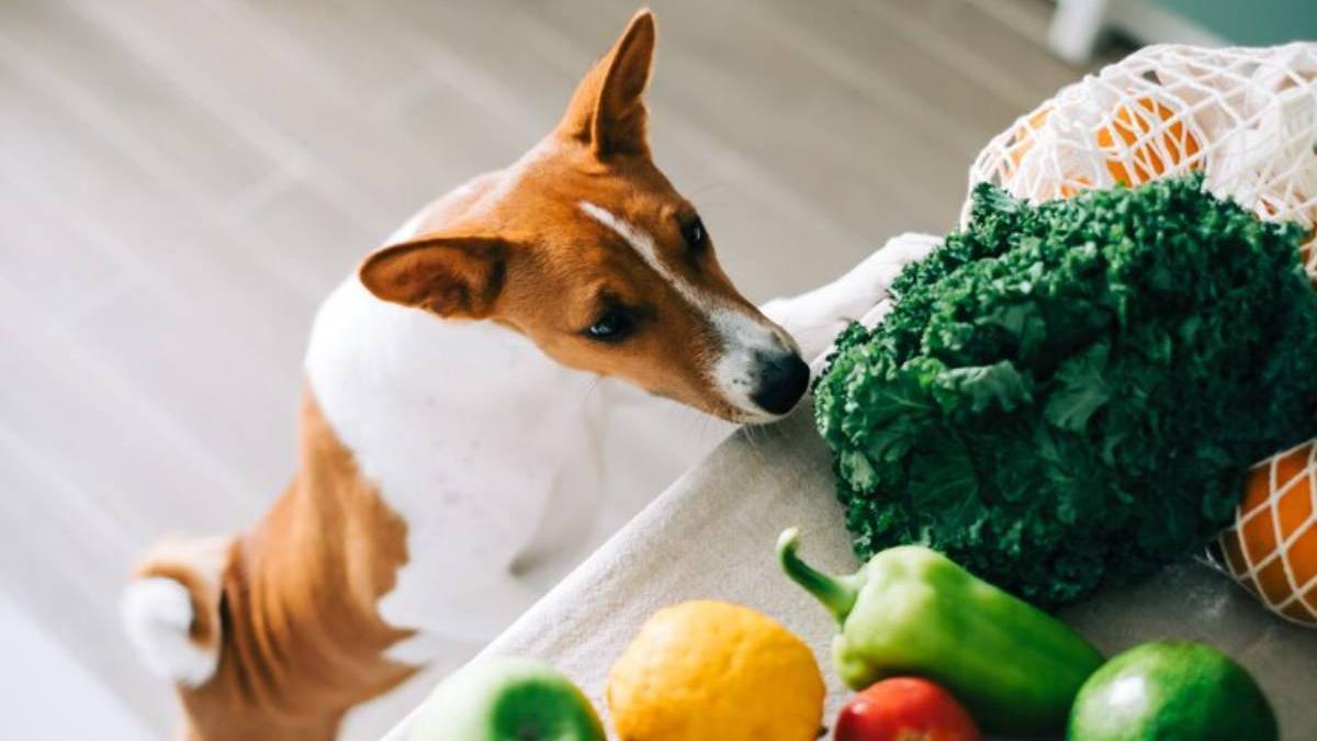 Perro se sube encima de la encimera para olisquear las verduras que ha comprado su dueña.