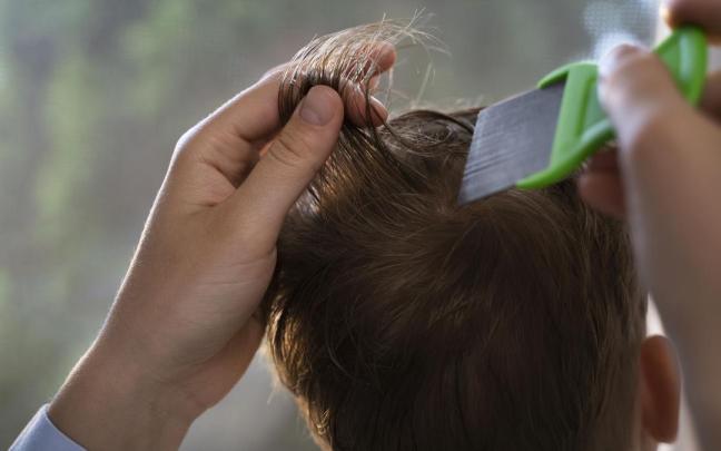 La lendrera hay que pasarla mechón a mechón y de abajo arriba.