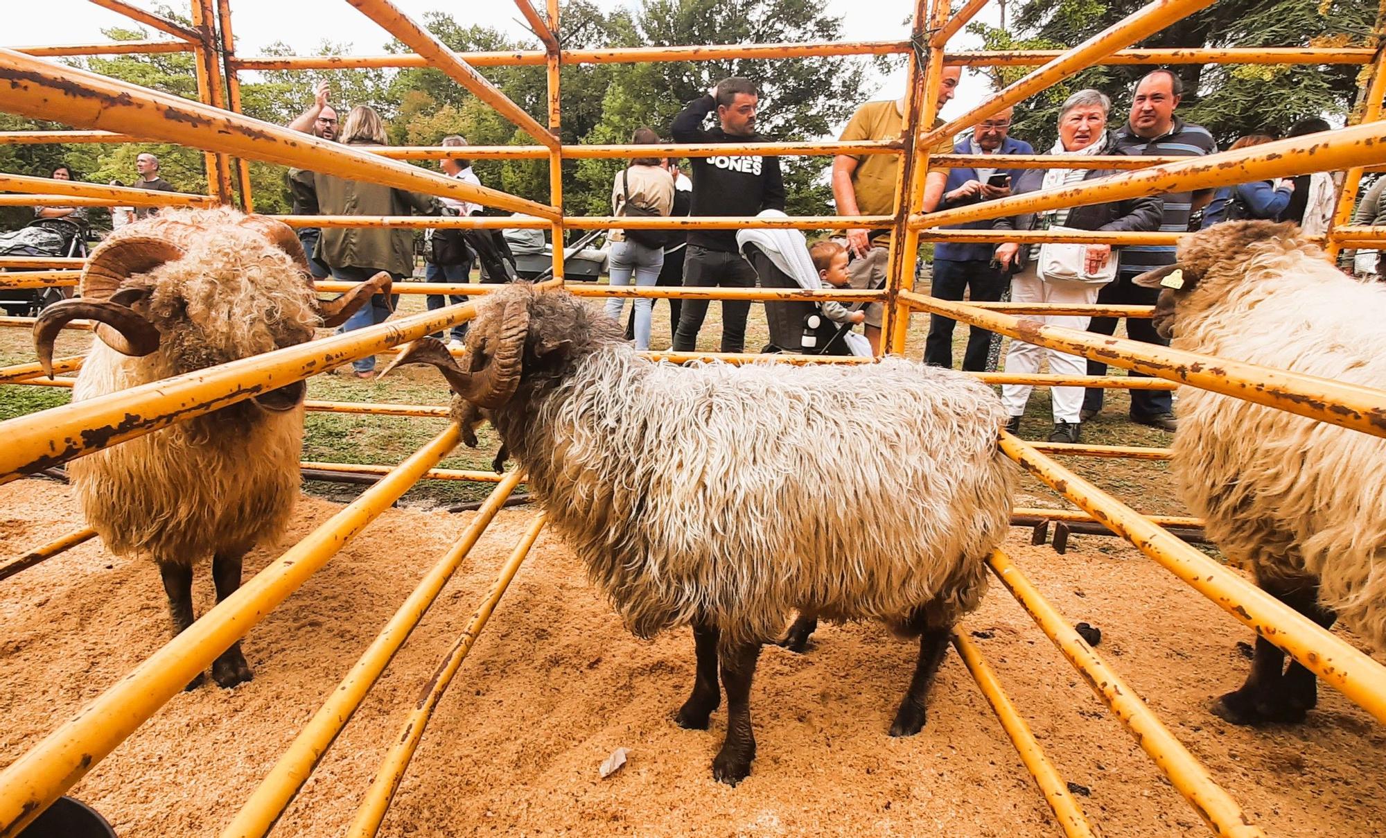 Carneros de raza latxa
