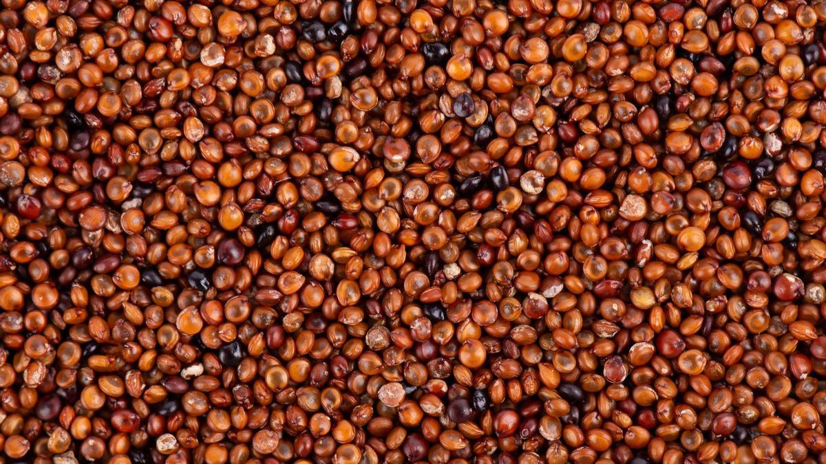 El cereal sin gluten que potencia la memoria y se consume en diversas formas.